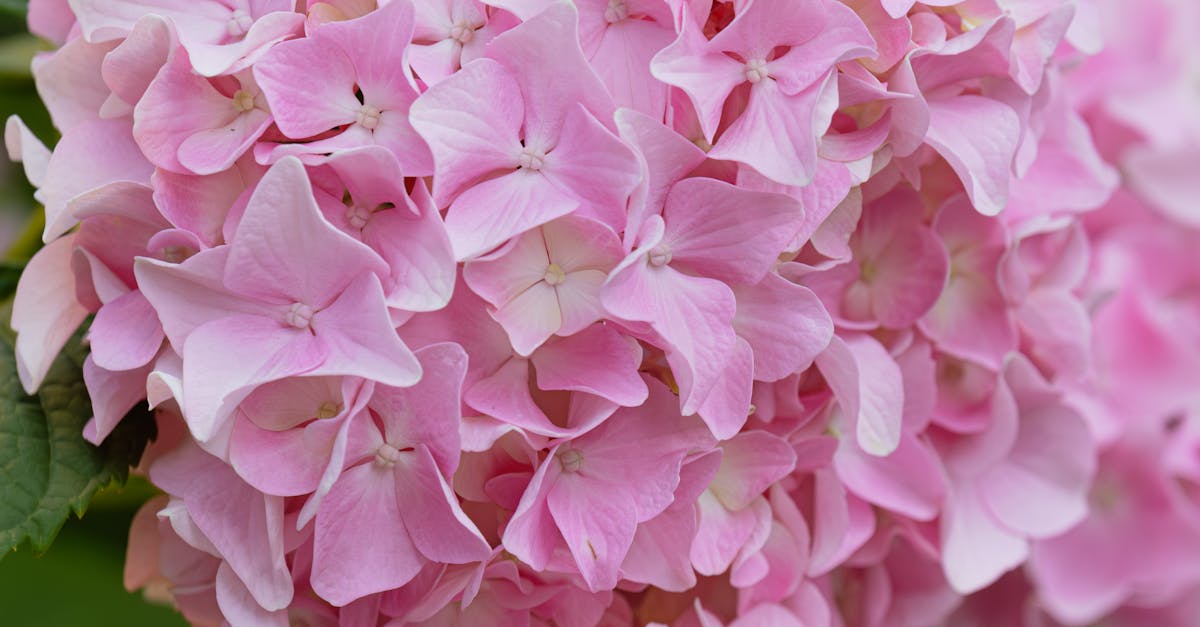 Elevate Your Garden: 6 Plans for Growing Flowers with a Zen Approach