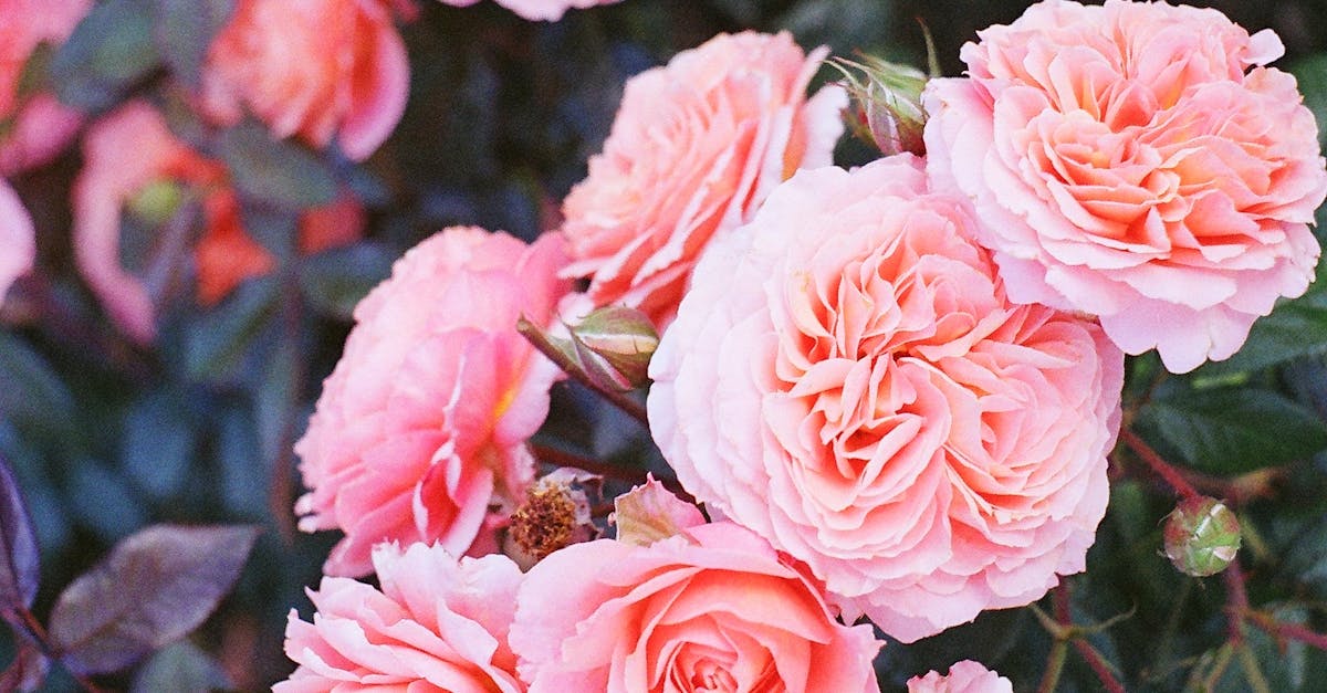 9 Essential Highlights for Creating a Tranquil Work-From-Home Garden Sanctuary with Permaculture, Vegetable Gardening, and Japanese Zen Influence