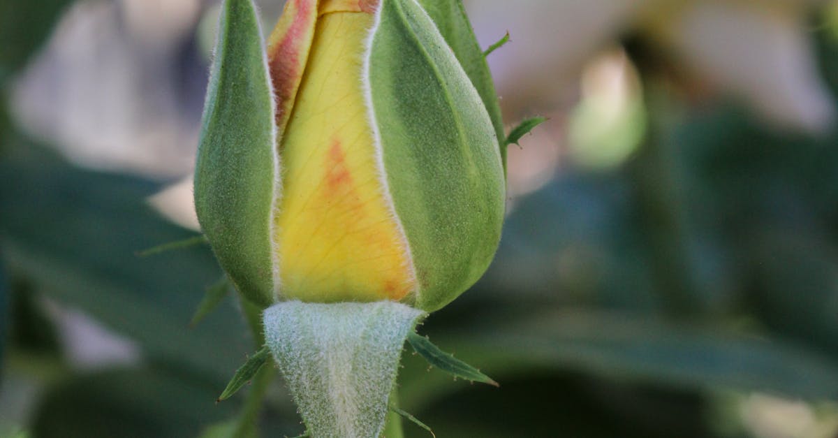 Serenity in Bloom: 20 Steps to Harmonize Japanese Zen Gardening with Hydroponic Flower Cultivation